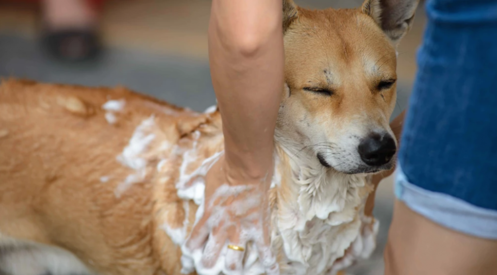 epsom salt bath for dogs itchy skin