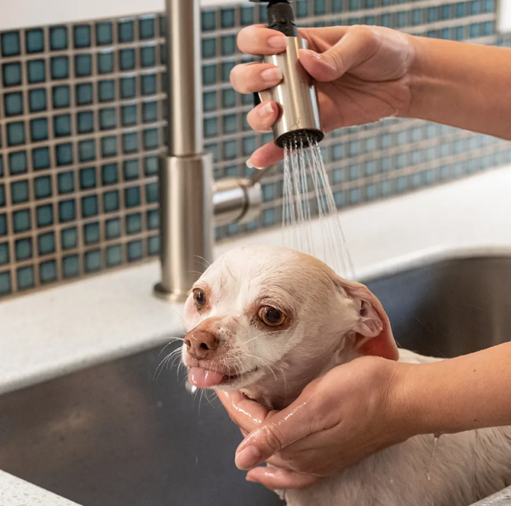 epsom salt bath for dogs itchy skin
